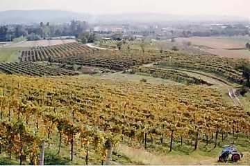 A view from Mario Schiopetto's
vineyards