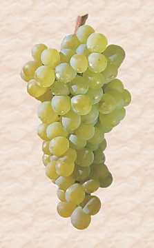 Un grappolo di uva Chenin Blanc