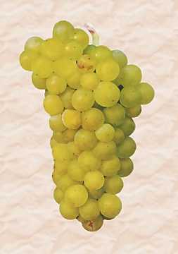 Un grappolo di uva Smillon