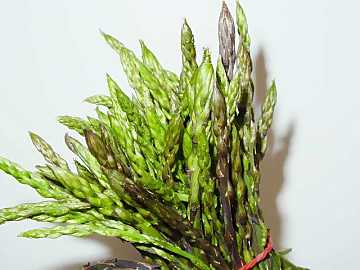 Gustosi, ricercati e salutari: gli asparagi
sono apprezzati sin dall'antichit