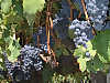 Grappoli di Sangiovese: fra le uve pi diffuse in Italia, i suoi vini offrono notevoli opportunit di studio per la comprensione delle diversit varietali e territoriali